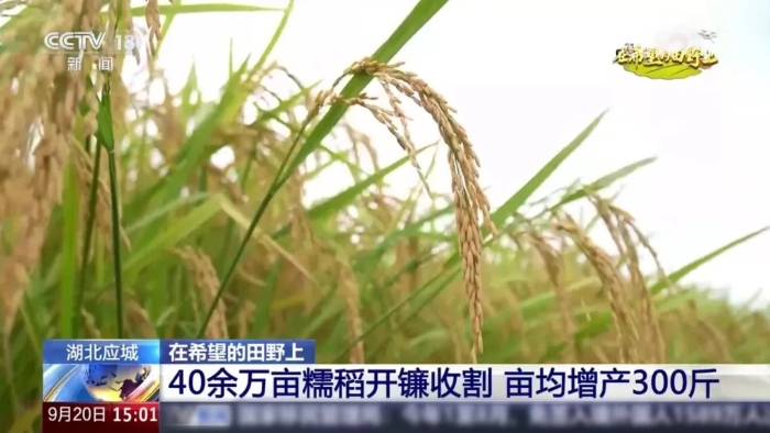 央视聚焦！亚洲必赢这台“收稻神器”刷屏湖北野外